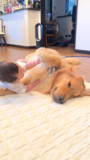 犬と触れ合う赤ちゃん