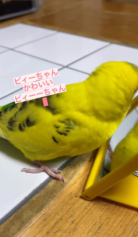 ピィーちゃんかわいい