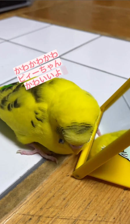 ピィーちゃんかわいいよ