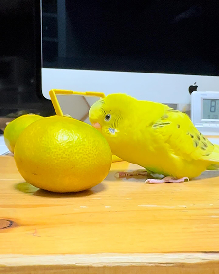 みかんとピィーちゃん