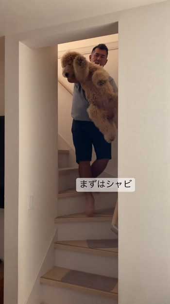 階段降りられないデカワンコ2匹を抱っこして下りるお父さん