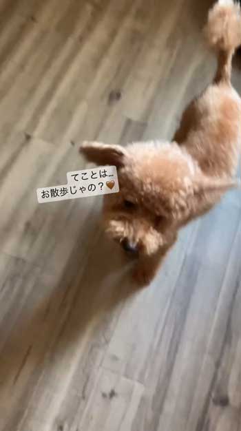 階段降りられないデカワンコ2匹を抱っこして下りるお父さん