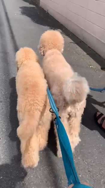 階段降りられないデカワンコ2匹を抱っこして下りるお父さん