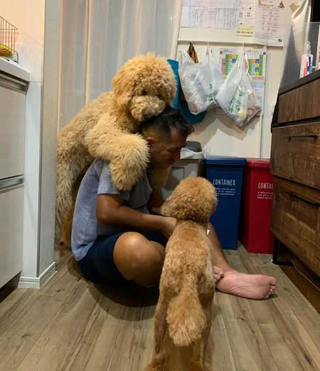 階段降りられないデカワンコ2匹を抱っこして下りるお父さん