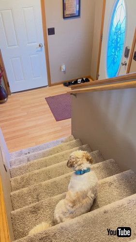 娘の帰宅を待つワンコ