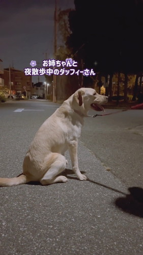 帰宅断固拒否運動中のダッフィーちゃん