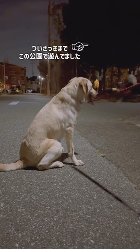 帰宅断固拒否運動中のダッフィーちゃん