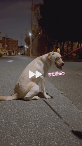 帰宅断固拒否運動中のダッフィーちゃん