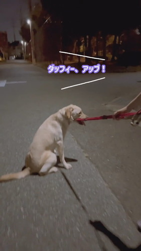 帰宅断固拒否運動中のダッフィーちゃん