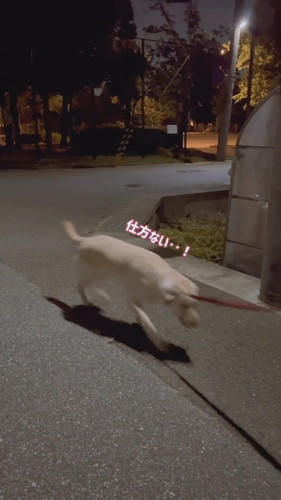 帰宅断固拒否運動中のダッフィーちゃん