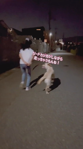 帰宅断固拒否運動中のダッフィーちゃん