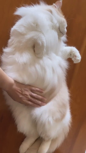 「もふもふミステリーサークルの作り方」