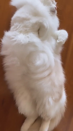 「もふもふミステリーサークルの作り方」