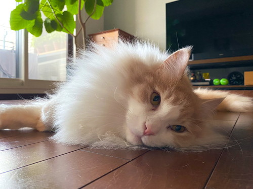 フーゴくんとアズーロくん