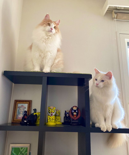 フーゴくんとアズーロくん