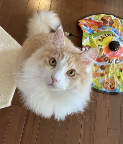 フーゴくんとアズーロくん