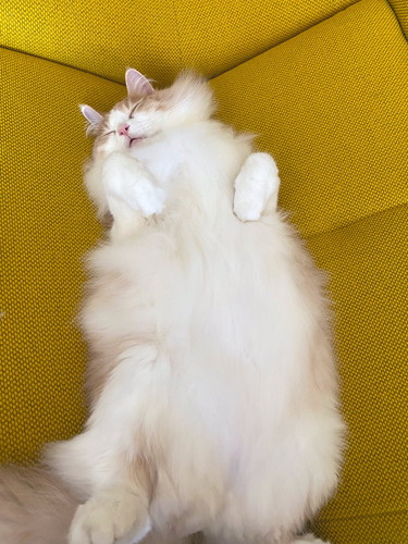 フーゴくんとアズーロくん