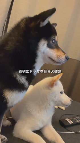 「真剣にドラマを見る犬姉妹」