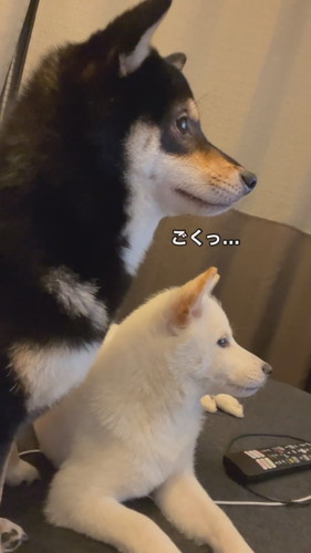 「真剣にドラマを見る犬姉妹」