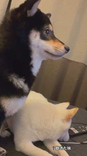「真剣にドラマを見る犬姉妹」