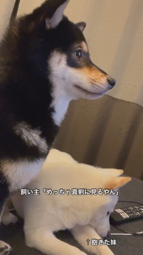 「真剣にドラマを見る犬姉妹」