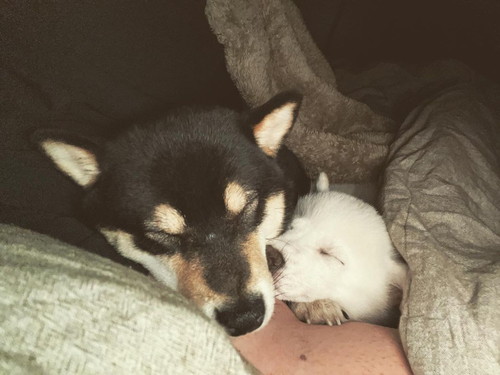 あんこちゃんとましろちゃん