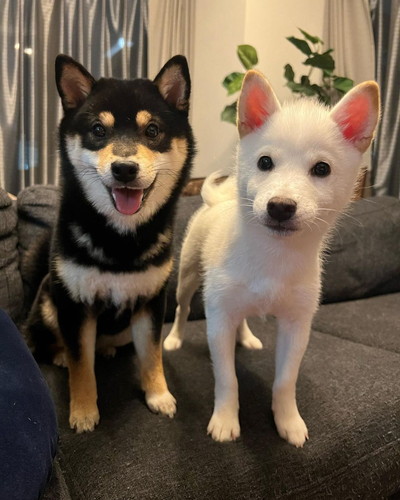 あんこちゃんとましろちゃん