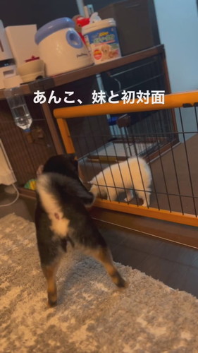 あんこちゃんとましろちゃん