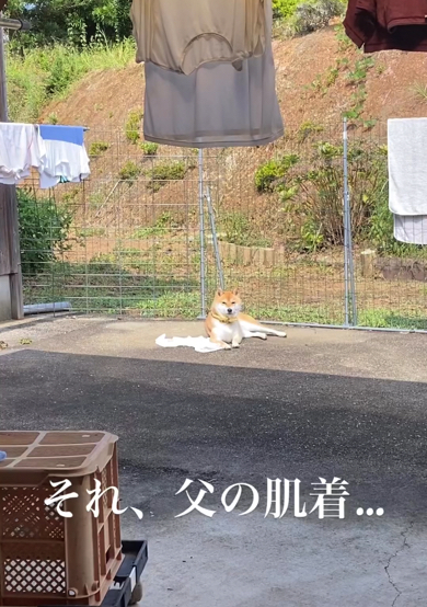 お庭で日光浴をしている柴犬