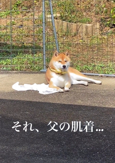 柴犬の足元に白い布が敷かれていました