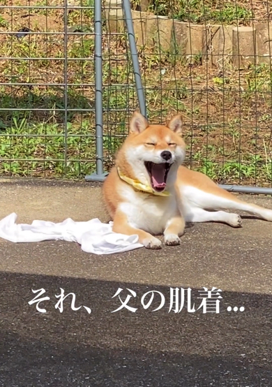 安心した表情であくびをする柴犬