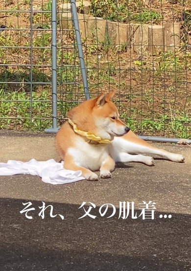 お父さんの肌着を下に敷く柴犬