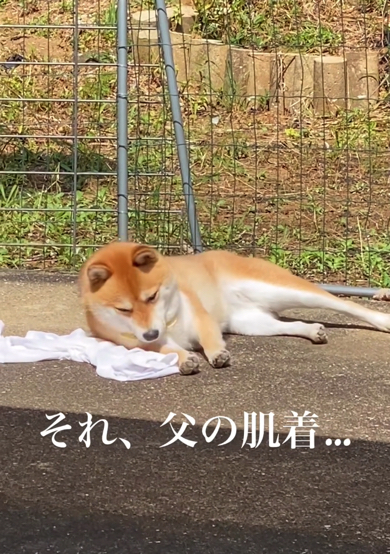 お父さんの肌着に寝っ転がる柴犬