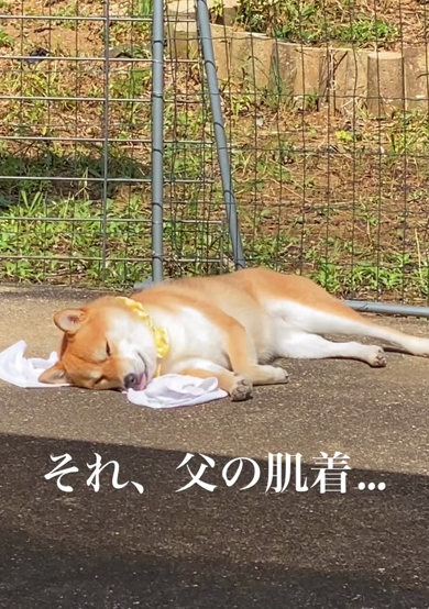 うとうと穏やかな表情の柴犬