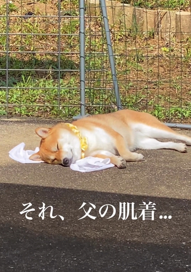 最後に寝落ちしてしまった柴犬