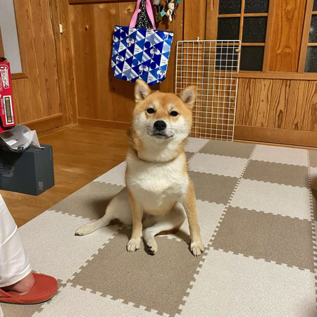 3歳になった柴犬