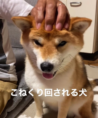 お父さんにこねくり回されている柴犬