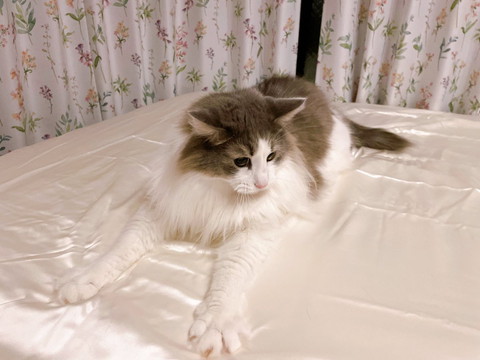 シーツの上で前足広げる猫ちゃん