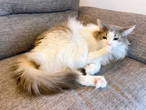 足の匂いかいでる猫