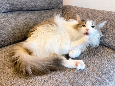 フレーメン顔猫