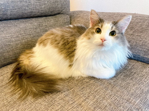 ソファに座ってみあげてる猫