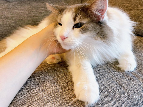 なでられてる猫