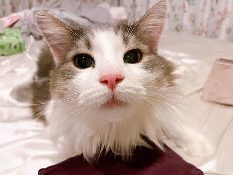 猫ちゃんアップ