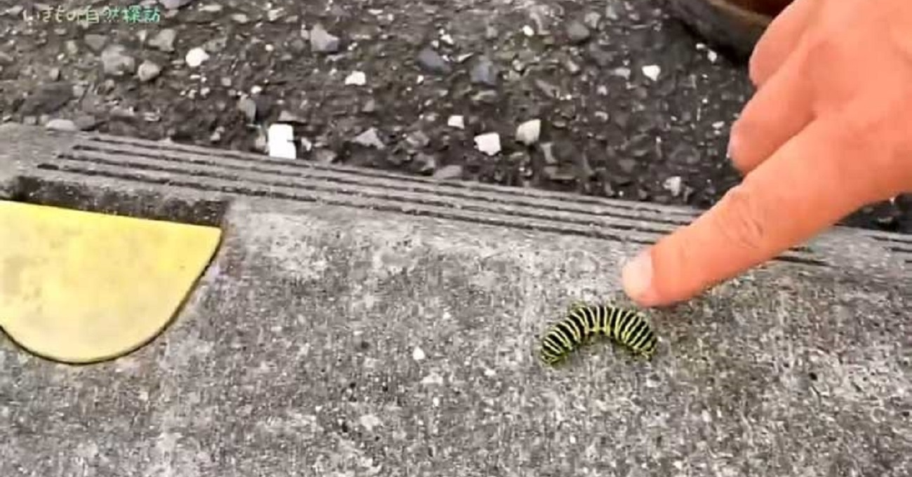 動かないイモムシを助けて1年後のある日、窓の外がありえない光景に　感動サプライズが「アゲハ蝶の恩返し」と話題 | ねとらぼ