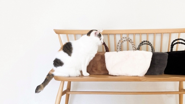 トートバッグと猫