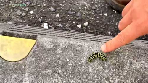 おすすめ