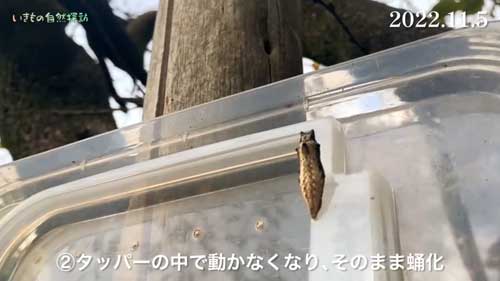 蝶のサナギ