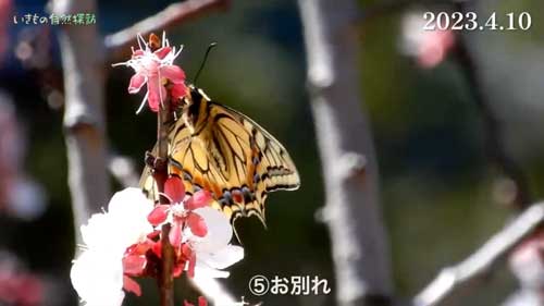 自然に帰るキアゲハ