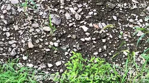 大量のキアゲハ