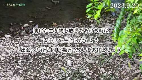 虫保護の注意点